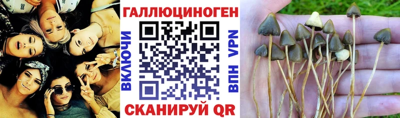 kraken сайт  сайты даркнета как зайти  Галлюциногенные грибы Magic Shrooms  Алексеевка 